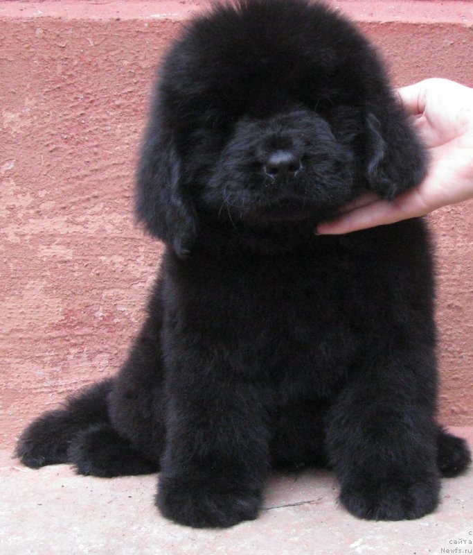 Фото: ньюфаундленд Akvilegiya Nejnaya (Аквилегия Нежная), ньюфаундленд Premium Brayt (Премиум Брайт)