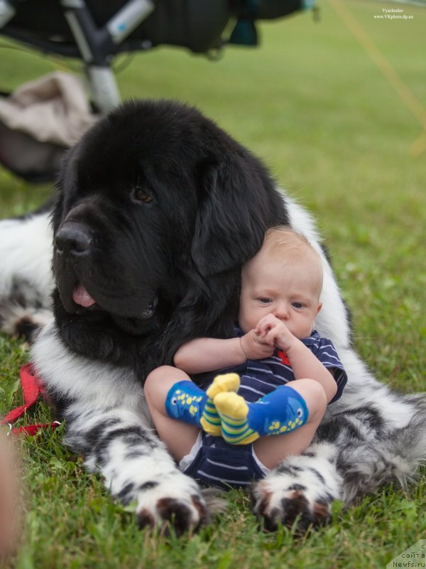 Фото: ньюфаундленд Plyushevaya Panda Stil'-Sankt-Peterburga (Плюшевая Панда Стиль-Санкт-Петербурга)