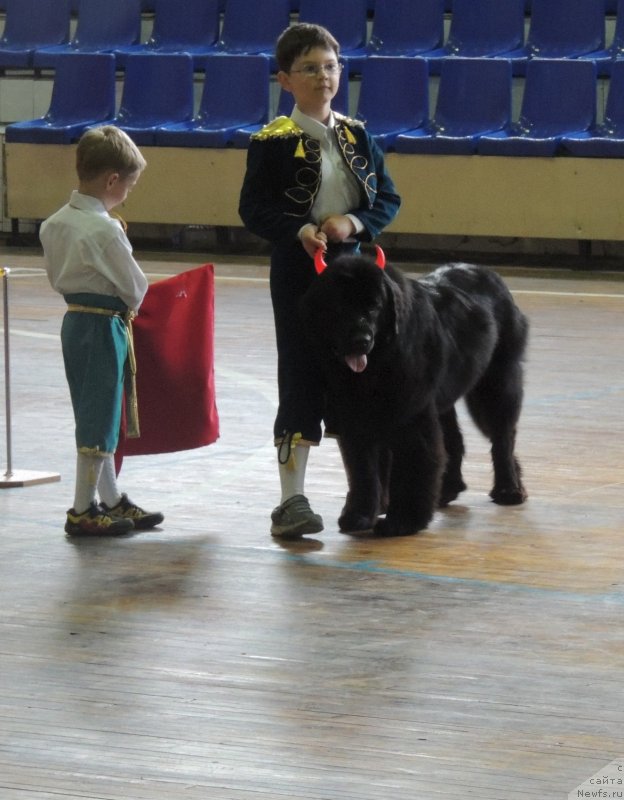 Фото: ньюфаундленд Bi Perfekt Arabella (Би Перфект Арабелла)