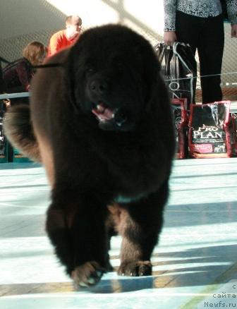 Фото: ньюфаундленд Plushevaya Panda Iskryaschiysya Calipso (Плюшевая Панда Искрящийся Калипсо)