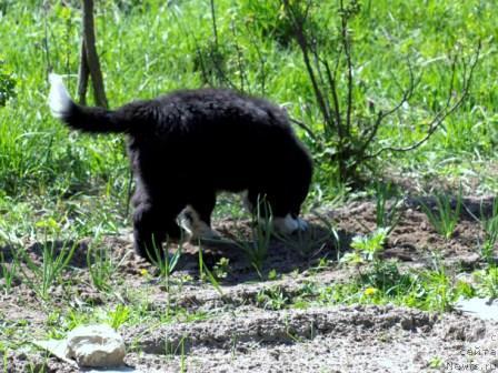 Фото: ньюфаундленд Piternyuf Zhit' Horosho (Питерньюф Жить Хорошо)