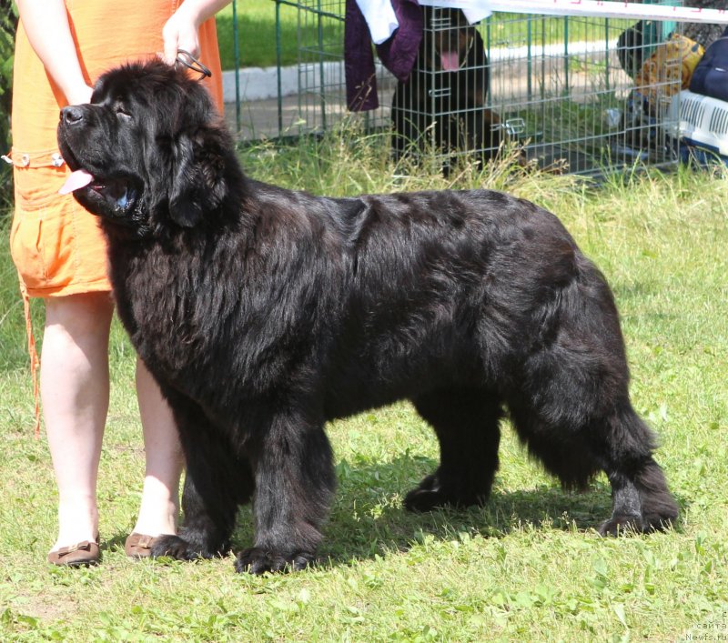 Фото: ньюфаундленд Come of The Best Newfoundland Hills