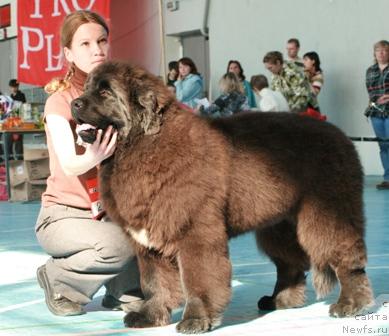 Фото: ньюфаундленд Plushevaya Panda Iskryaschiysya Calipso (Плюшевая Панда Искрящийся Калипсо), Anastasiya Mischenko (Анастасия Мищенко)
