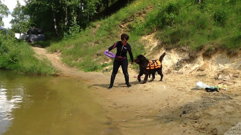 Фото: ньюфаундленд Charli The Best Helfi Pel (Чарли Де Бест Хелфи Пэл)