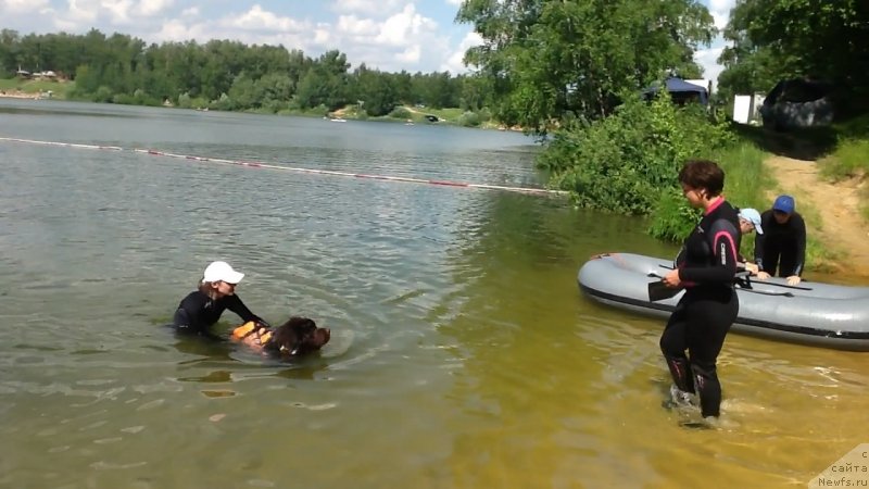 Фото: ньюфаундленд Charli The Best Helfi Pel (Чарли Де Бест Хелфи Пэл)