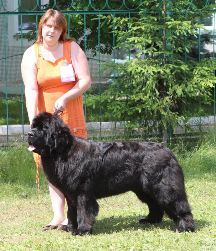 Фото: ньюфаундленд Come of The Best Newfoundland Hills