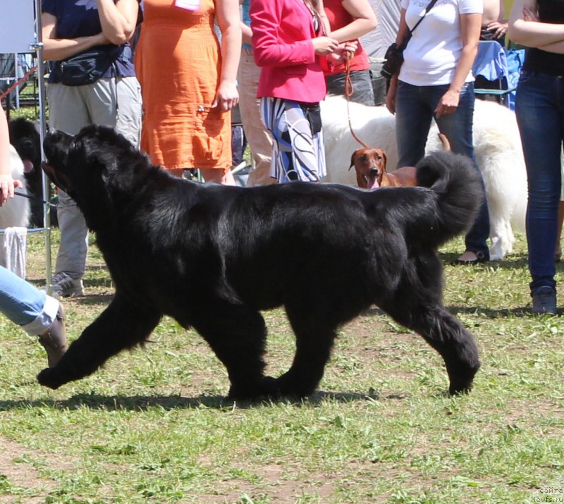 Фото: ньюфаундленд Skippers Urgent Need for Donat's Pride