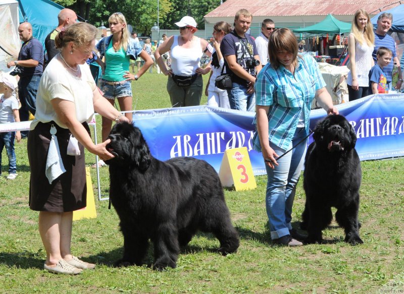 Фото: ньюфаундленд I'm Royal Iris Midnight Bear, ньюфаундленд Skippers Urgent Need for Donat's Pride