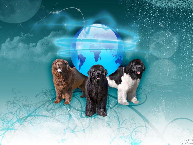 Фото: ньюфаундленд Super Bizon Aisberg (Супер Бизон Айсберг), ньюфаундленд Jemchug Grand iz Unikal'noy Kollekcii (Жемчуг Гранд из Уникальной Коллекции), ньюфаундленд YUdjin s Berega Dona (Юджин с Берега Дона)