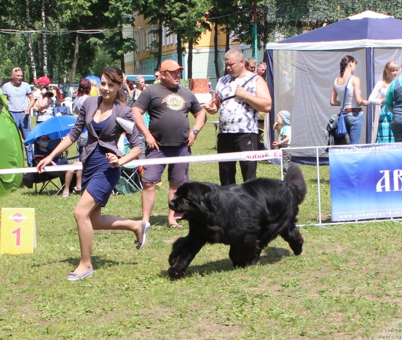 Фото: ньюфаундленд Skazochnaya Kroha Medison (Сказочная Кроха Медисон)