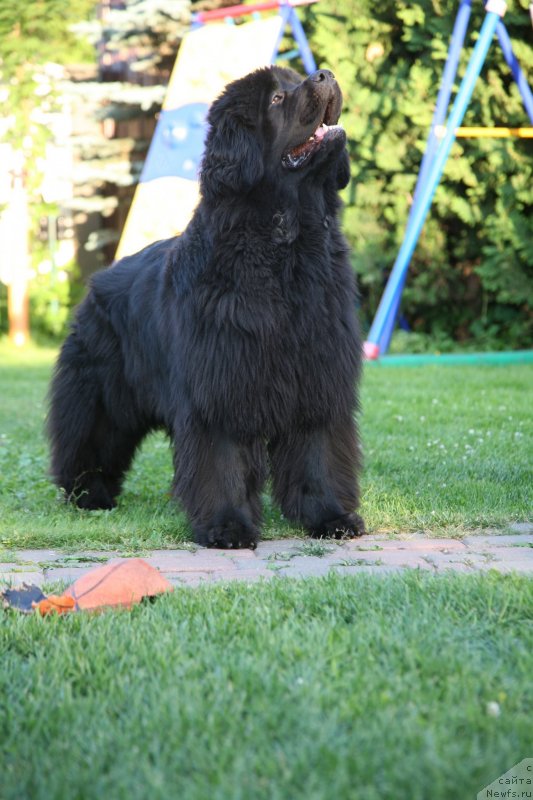 Фото: ньюфаундленд Sent Djons Handsel for Me (Сент Джонс Хендсел фо Ми)