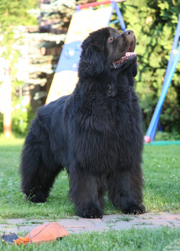 Фото: ньюфаундленд Sent Djons Handsel for Me (Сент Джонс Хендсел фо Ми)