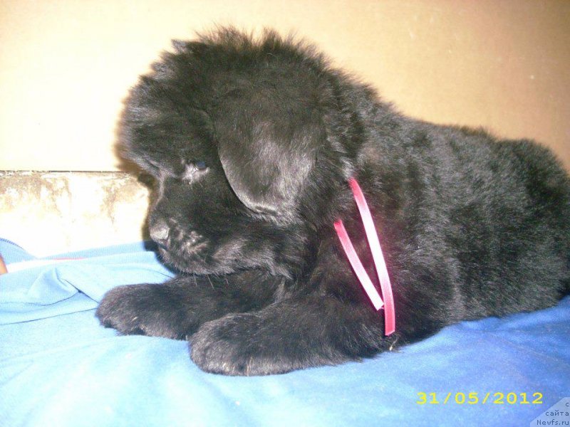 Фото: ньюфаундленд Neretum Tribe Xagrid