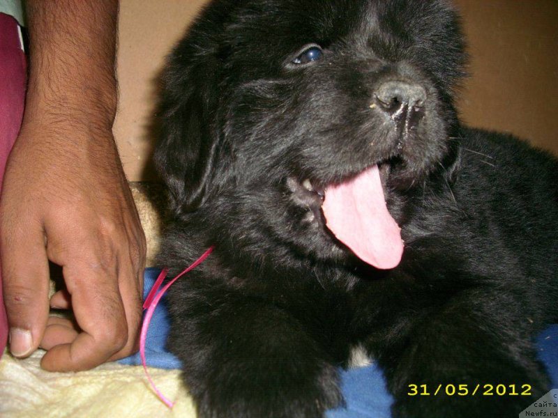 Фото: ньюфаундленд Neretum Tribe Xagrid