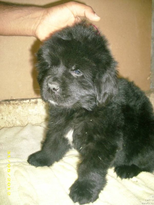 Фото: ньюфаундленд Neretum Tribe Xagrid