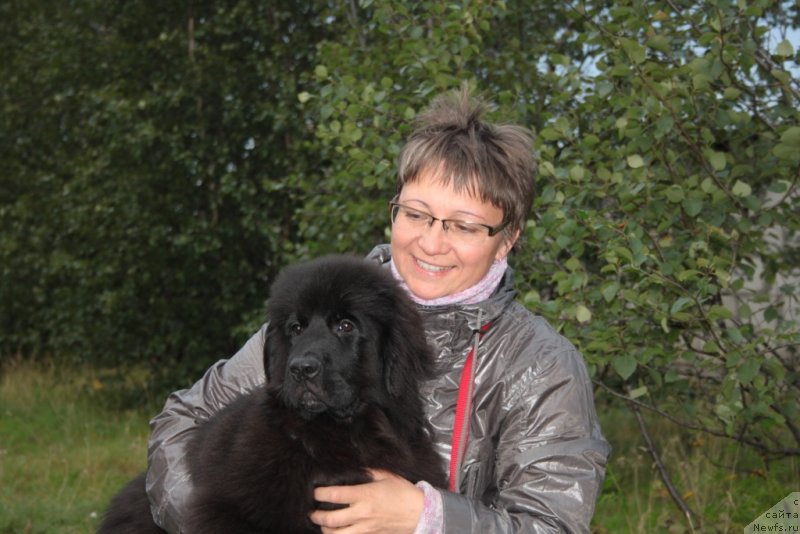 Фото: ньюфаундленд Neretum Tribe Xagrid, Elena Kuz'mina (Елена Кузьмина)