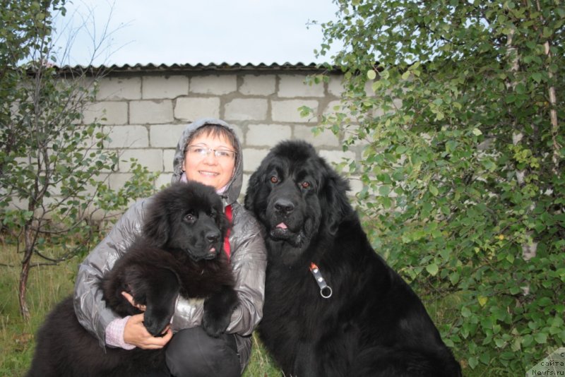 Фото: ньюфаундленд Neretum Tribe Xagrid, Elena Kuz'mina (Елена Кузьмина), ньюфаундленд Gloriya Grand Blek (Глория Гранд Блек)