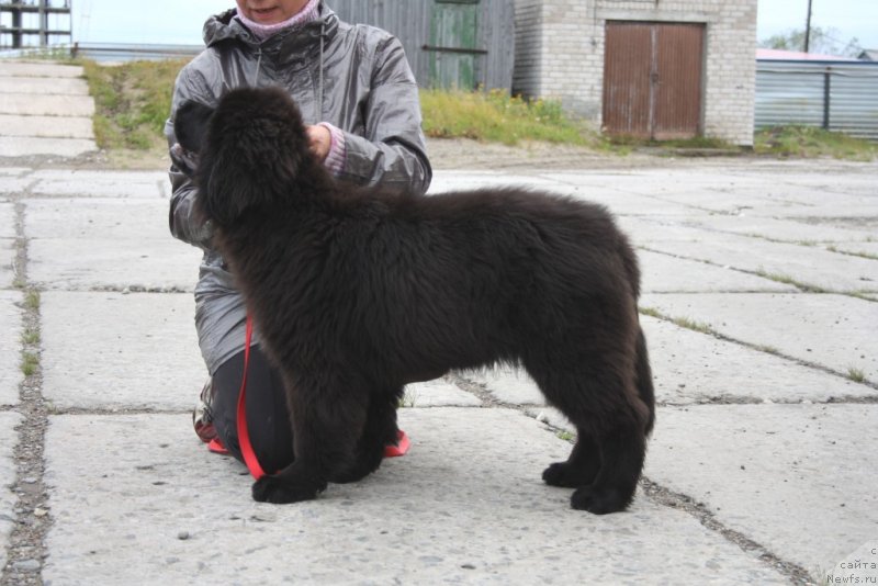 Фото: ньюфаундленд Neretum Tribe Xagrid