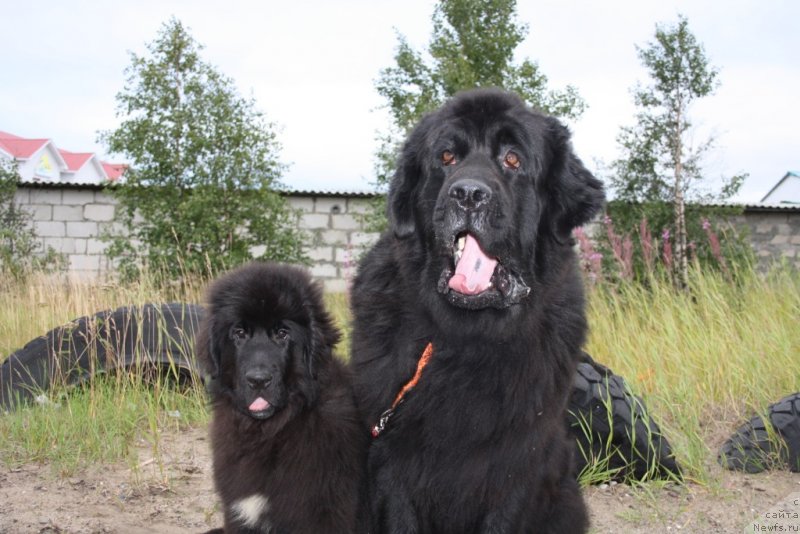 Фото: ньюфаундленд Neretum Tribe Xagrid, ньюфаундленд Gloriya Grand Blek (Глория Гранд Блек)
