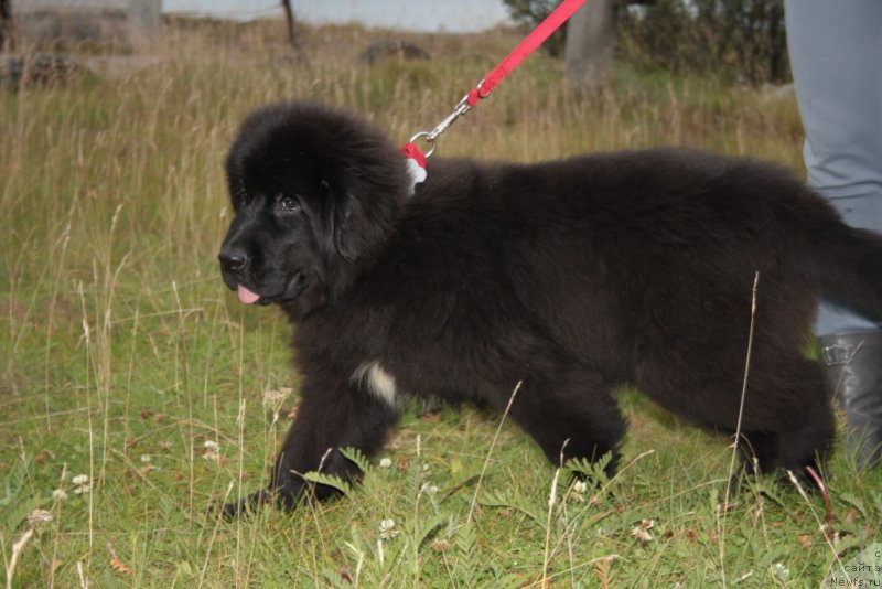 Фото: ньюфаундленд Neretum Tribe Xagrid