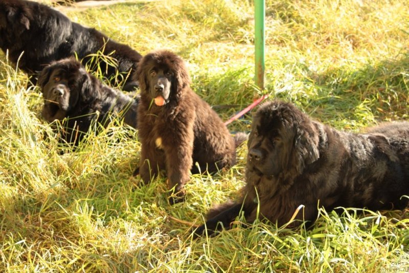 Фото: ньюфаундленд Gloriya Grand Blek (Глория Гранд Блек), ньюфаундленд Neretum Tribe Xagrid, ньюфаундленд Fortuna of Giant's Island