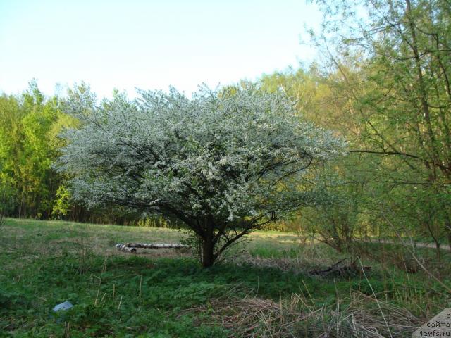 Фотография № 12843