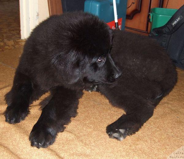 Фото: ньюфаундленд Sent Djons Otrada (Сент Джонс Отрада)