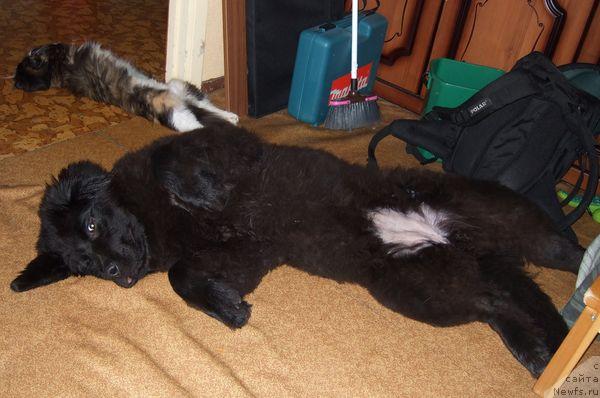 Фото: ньюфаундленд Sent Djons Otrada (Сент Джонс Отрада)