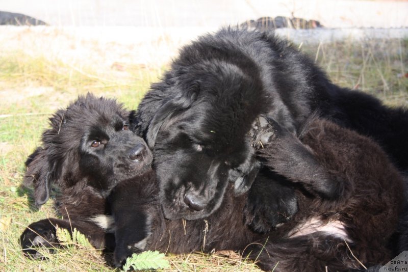 Фото: ньюфаундленд Neretum Tribe Xagrid, ньюфаундленд Beguschaya po Volnam Zero Kool (Бегущая по Волнам Зеро Коол)