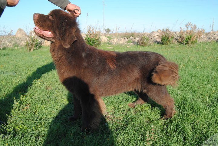 Фото: ньюфаундленд Takeitslowly Simply Red