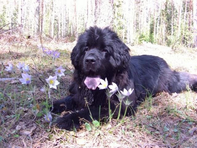 Фото: ньюфаундленд Akin Soul Sofiya (Акин Соул София)