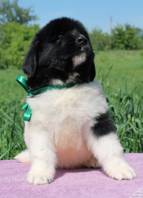 Фото: ньюфаундленд Fiamettahauz  Nunki (Фиаметтахауз Нунки), ньюфаундленд Flagman ot Sibirskogo Medvedja (Флагман от Сибирского Медведя)