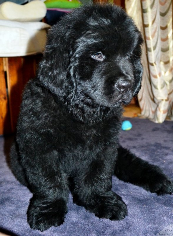 Фото: ньюфаундленд Vinsent Drukki Intrigant (Винсент Друкки Интригант)