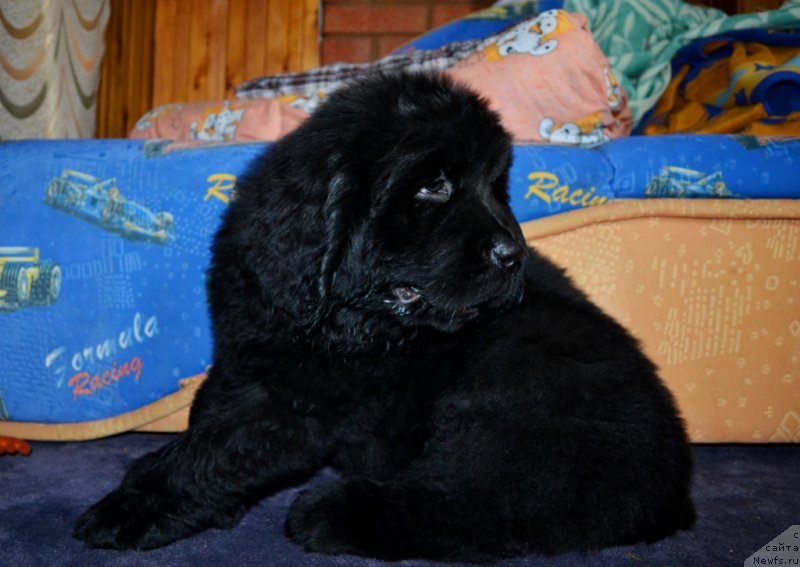 Фото: ньюфаундленд Vinsent Drukki Intrigant (Винсент Друкки Интригант)