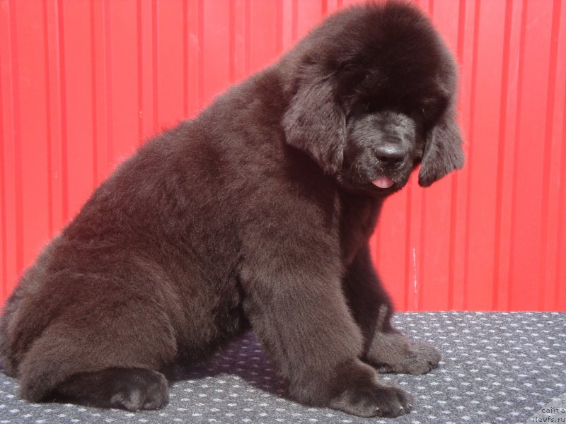 Фото: ньюфаундленд Chernaya Mafia Zend-Avesta (Черная Мафия Зенд-Авеста)