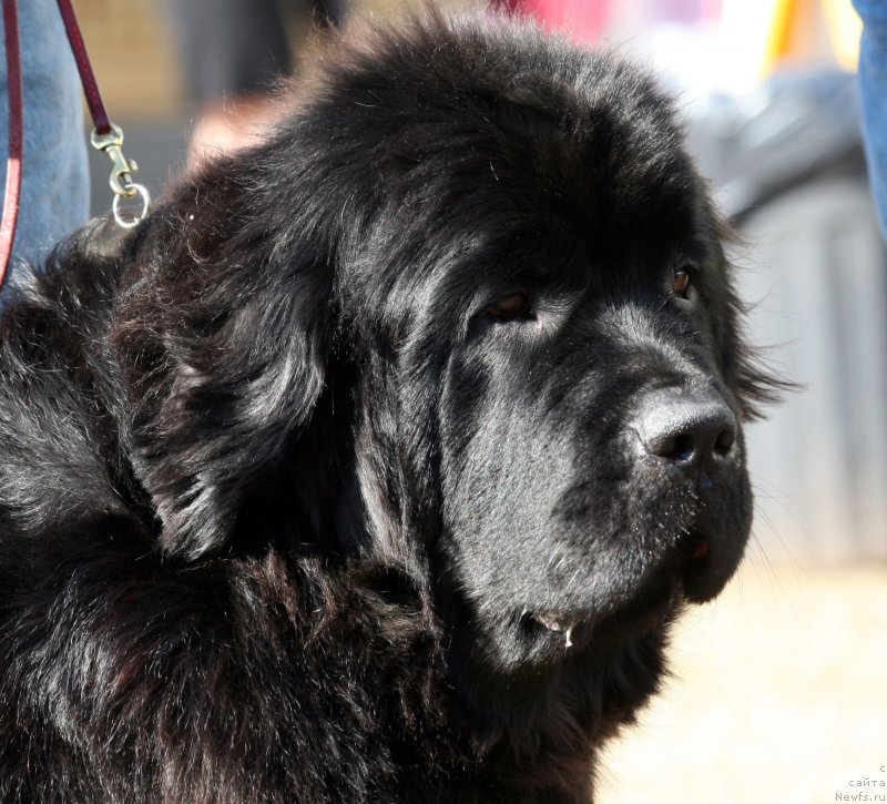 Фото: ньюфаундленд Kloofbears Lady In Red