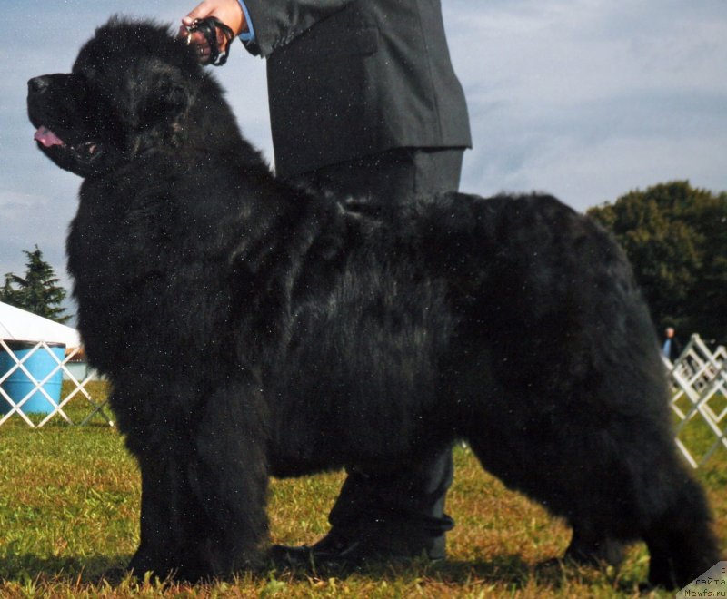 Фото: ньюфаундленд Kloofbears Lady In Red