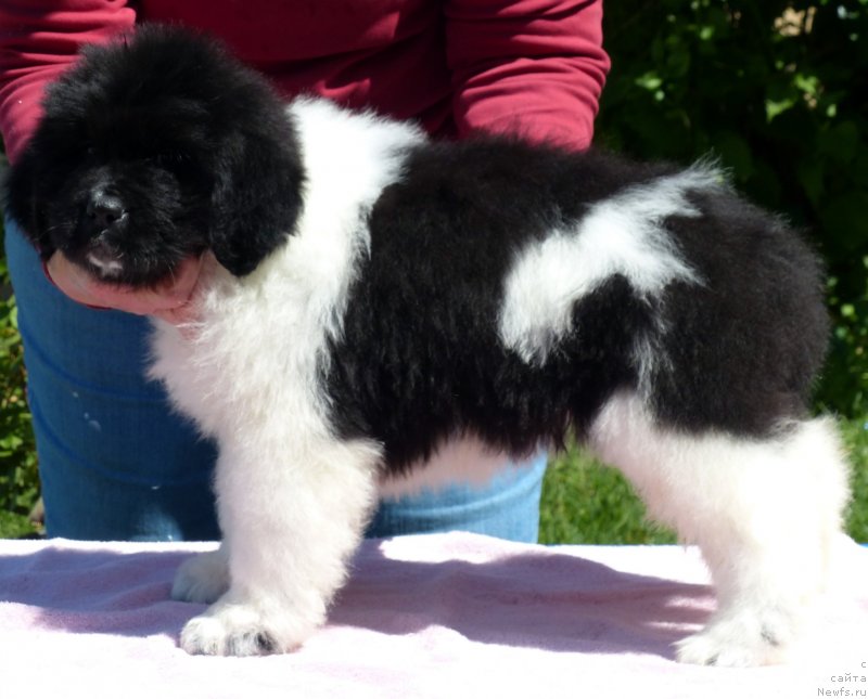 Фото: ньюфаундленд Kloofbears Life Goes on at Sent Djons