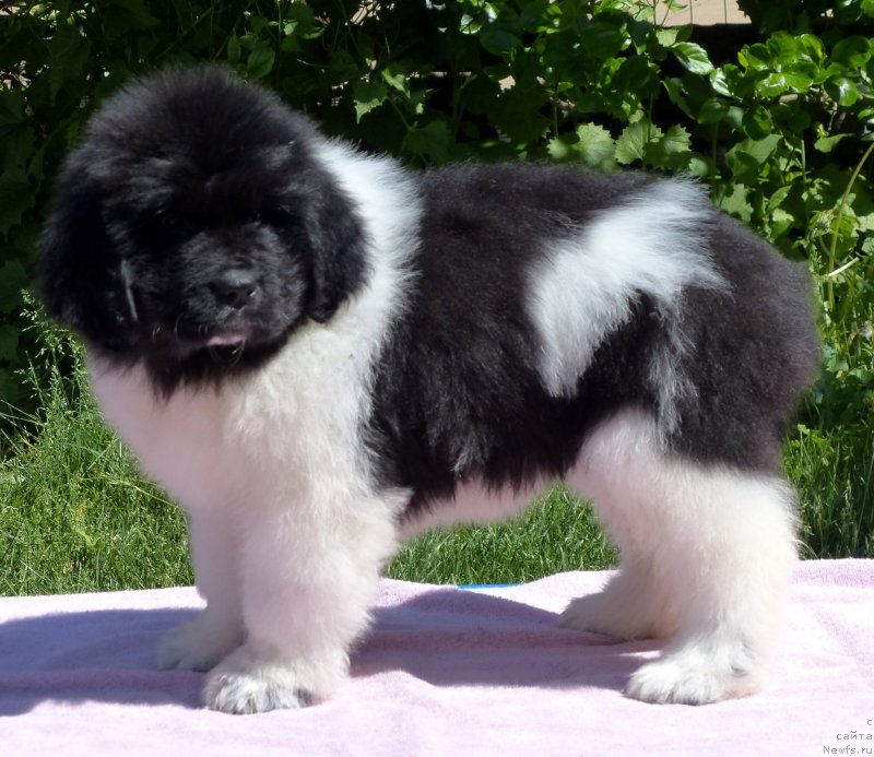 Фото: ньюфаундленд Kloofbears Life Goes on at Sent Djons