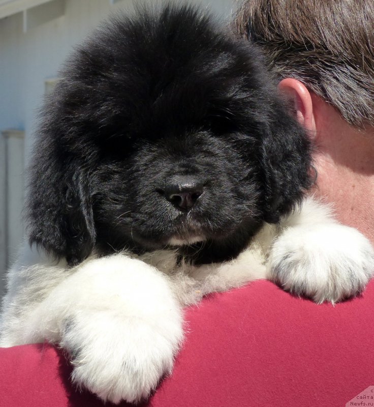 Фото: ньюфаундленд Kloofbears Life Goes on at Sent Djons