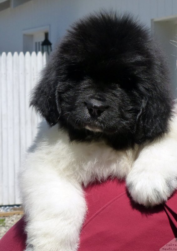 Фото: ньюфаундленд Kloofbears Life Goes on at Sent Djons