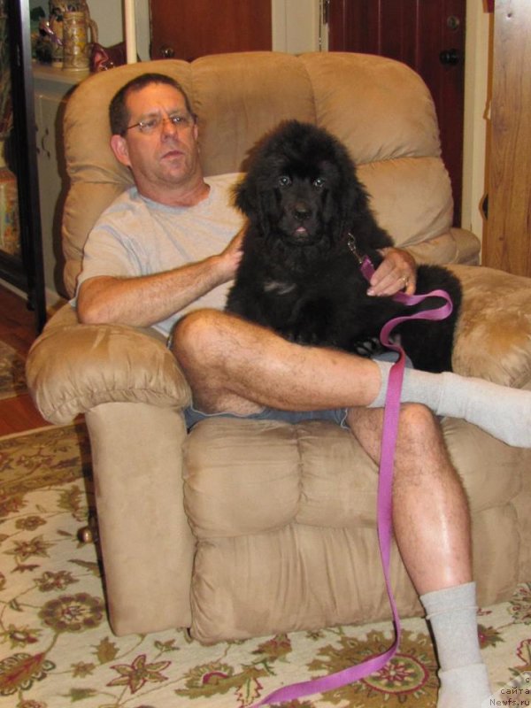 Фото: ньюфаундленд Piternyuf Interactive (Питерньюф Интерактиве)