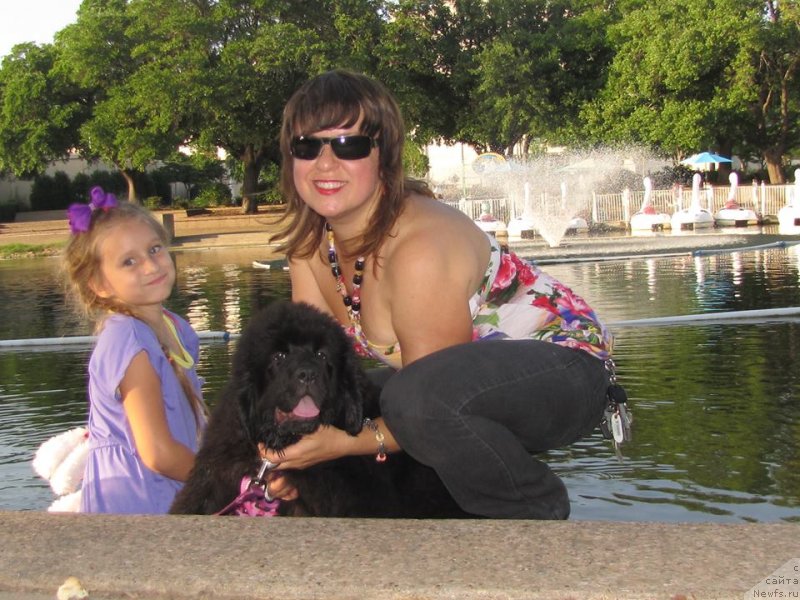 Фото: ньюфаундленд Piternyuf Interactive (Питерньюф Интерактиве)