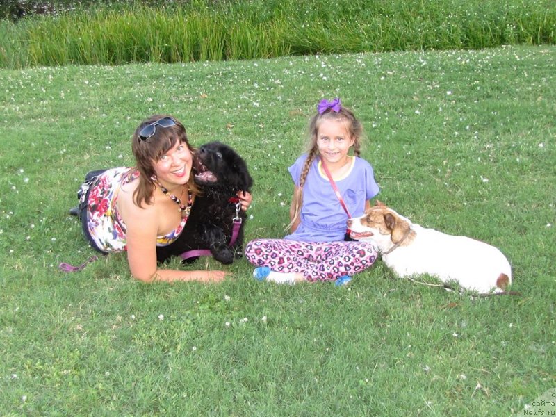 Фото: ньюфаундленд Piternyuf Interactive (Питерньюф Интерактиве)