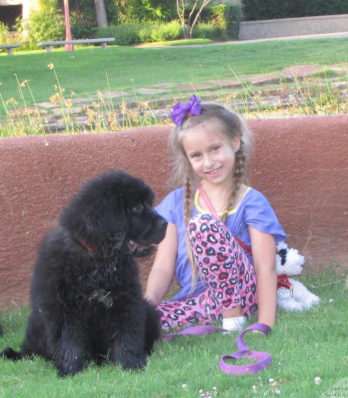 Фото: ньюфаундленд Piternyuf Interactive (Питерньюф Интерактиве)