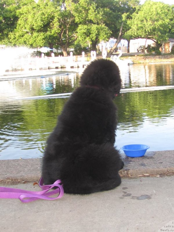 Фото: ньюфаундленд Piternyuf Interactive (Питерньюф Интерактиве)