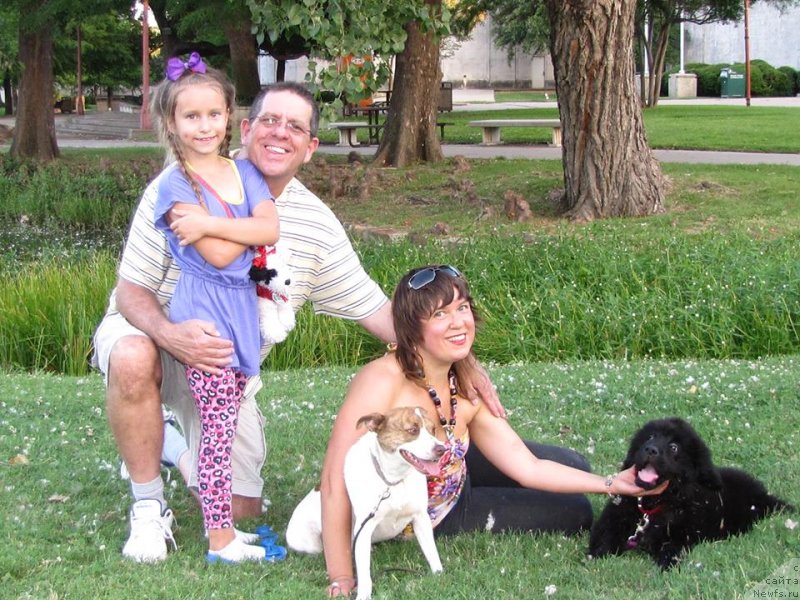 Фото: ньюфаундленд Piternyuf Interactive (Питерньюф Интерактиве)