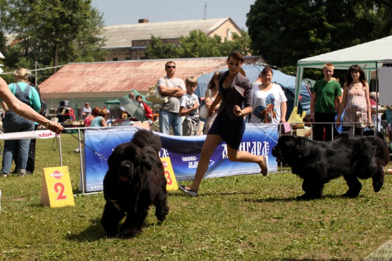 Фото: ньюфаундленд Cristalmar Cadeaux de Noel