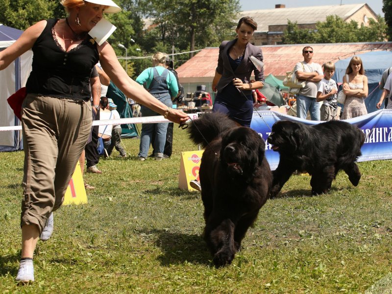 Фото: ньюфаундленд Cristalmar Cadeaux de Noel