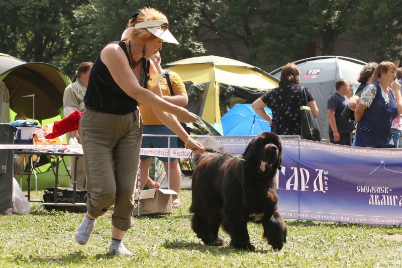 Фото: ньюфаундленд Cristalmar Cadeaux de Noel